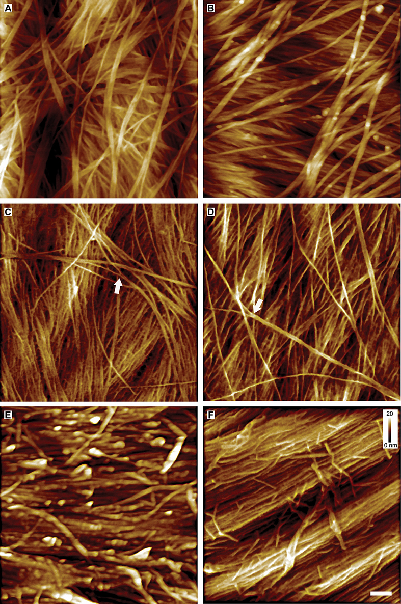 סיבי צלולוז בדופן תא צמח מוגדלים פי 50,000 באמצעות מיקרוסקופ כוח אטומי
